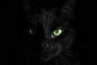 Mythen um schwarze Katzen - Aberglaube, Fakten und kulturelle Bedeutung