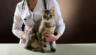 Niereninsuffizienz bei Katzen: Ursachen und Lösungen