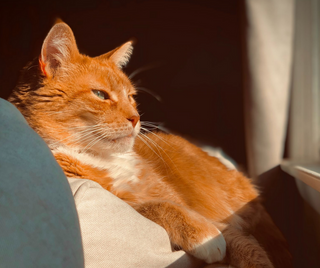 Bekannte orange Katzen: Charmante Vierbeiner in leuchtendem Fell