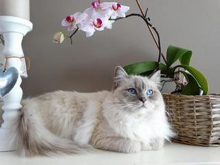 Rassenportrait: Ragdoll Katze