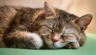 Träumen Katzen wie Menschen? Spannende Einblicke in das Schlafverhalten unserer Stubentiger