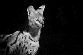 Rassenportrait: Der Serval