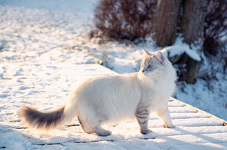 Rassenportrait: Sibirische Katze