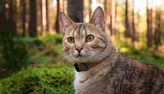 TASSO Registrierung für Katzen: Der sichere Schutz für entlaufene Stubentiger