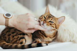 Toxoplasmose bei Katzen: Verstehen, Vorbeugen und Behandeln