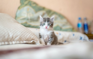 Vom Kätzchen zum ausgewachsenen Stubentiger: Wann sind Katzen voll entwickelt?